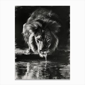 Barbary Lion Charcoal Drawing Drinking 3 Canvas Print