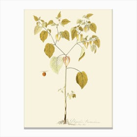 Chinese Gooseberry Canvas Print