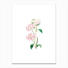 Vintage Pink Oenothera Flower Botanical Illustration on Pure White n.0551 Canvas Print