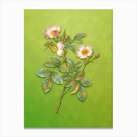 Vintage Short Styled Field Rose Botanical Art on Love Bird Green n.0586 Canvas Print
