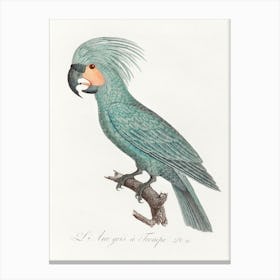 The Palm Cockatoo (Probosciger Aterrimus) From Natural History Of Parrots, Francois Levaillant Canvas Print