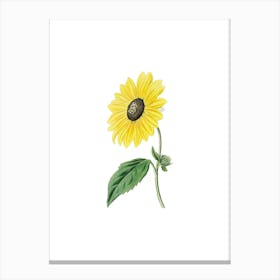 Vintage California Sunflower Botanical Illustration on Pure White n.0430 Canvas Print