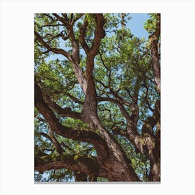 Texas Cottonwood Canvas Print