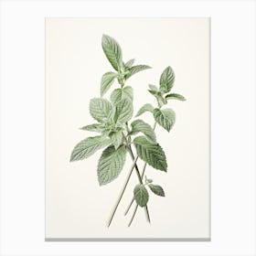 Mint Vintage Botanical Herbs 0 Canvas Print