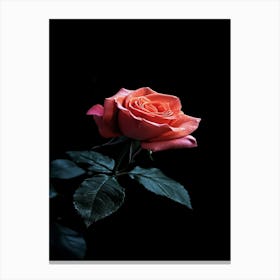 Rose On Black Background 2 Canvas Print