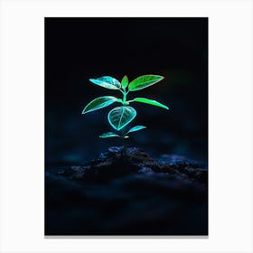 Small Green Plant In The Dark 3 Canvas Print