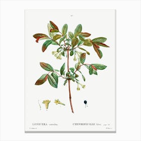 Honeyberry, Pierre Joseph Redoute Canvas Print