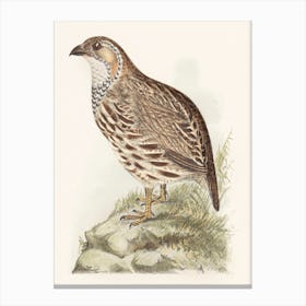 Partridge (Francolinus Jugularis) (1878–1889), Theo Van Hoytema Canvas Print