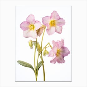 Pressed Wildflower Botanical Art Twinflower 3 Canvas Print