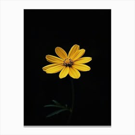 Single Yellow Flower 2 Canvas Print