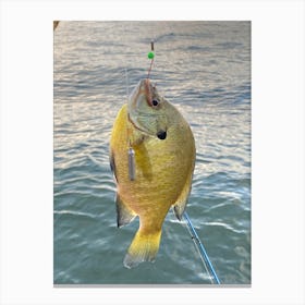 Yellow Blue Gill Fish Canvas Print