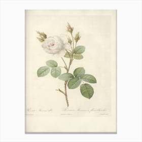 Rose Illustration, Pierre Joseph Redoute (35) Canvas Print