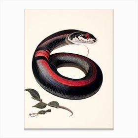 Red Bellied Black Snake 1 Vintage Canvas Print