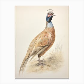 Vintage Bird Drawing Pheasant 2 Canvas Print