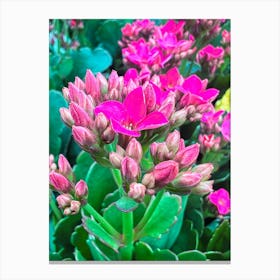 Pink Succulents Canvas Print