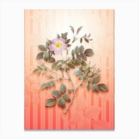 Malmedy Rose Vintage Botanical in Peach Fuzz Awning Stripes Pattern n.0273 Canvas Print