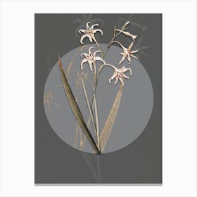 Vintage Botanical Gladiolus Cuspidatus on Circle Gray on Gray n.0022 Canvas Print