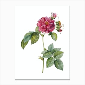 Vintage Pink Francfort Rose Botanical Illustration on Pure White n.0538 Canvas Print