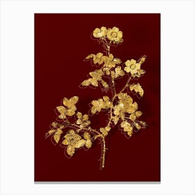 Vintage White Sweetbriar Rose Botanical in Gold on Red n.0134 Canvas Print