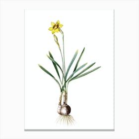 Vintage Narcissus Gouani Botanical Illustration on Pure White n.0185 Canvas Print