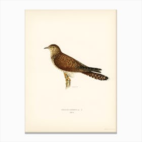 Common Cuckoo Female, The Von Wright Brothers Canvas Print
