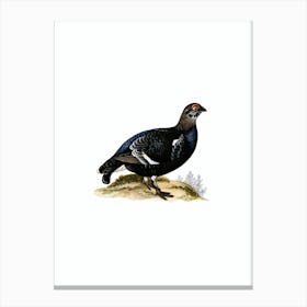Vintage Black Grouse Bird Illustration on Pure White n.0218 Canvas Print