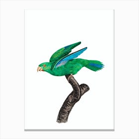 Vintage Marigold Parakeet Bird Illustration on Pure White Canvas Print