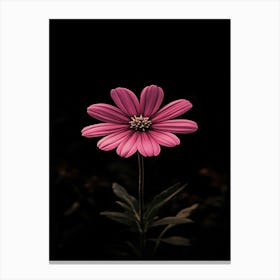 Pink Daisy 1 Canvas Print