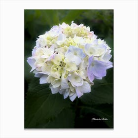 Hydrangea Photography Canvas Print