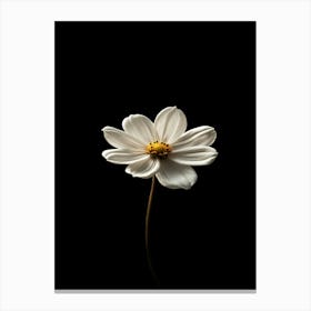 Single White Daisy 4 Canvas Print