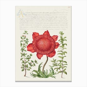 Basil Thyme, Poppy Anemone, And Myrtle From Mira Calligraphiae Monumenta, Joris Hoefnagel Canvas Print