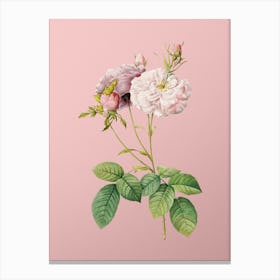 Vintage Damask Rose Botanical on Soft Pink n.0830 Canvas Print