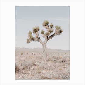 Single Desert Tree Canvas Print
