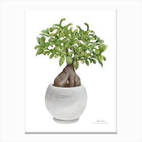 Bonsai.A fine artistic print that decorates the place. 1 Canvas Print