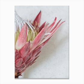 Red King Protea Canvas Print
