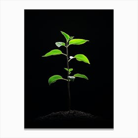 Tree Growing On A Black Background 2 Canvas Print