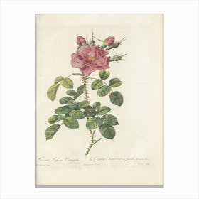 Rose Illustration, Pierre Joseph Redoute, Pierre Joseph Redoute (121) Canvas Print