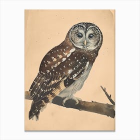 Boreal Owl Vintage Illustration 3 Canvas Print