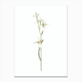 Vintage Siberian Iris Botanical Illustration on Pure White n.0129 Canvas Print