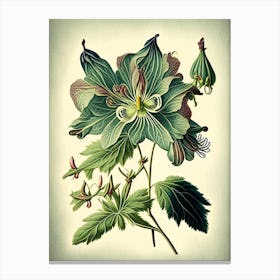 Columbine Wildflower Vintage Botanical 2 Canvas Print