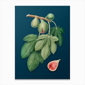 Vintage Fig Botanical Art on Teal Blue Canvas Print