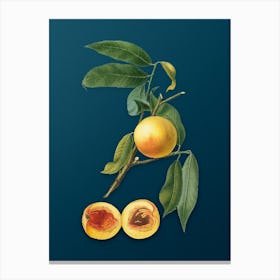 Vintage Peach Botanical Art on Teal Blue n.0123 Canvas Print