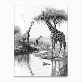 Giraffes Inspecting Their Reflection Pencil Drawing 2 Canvas Print