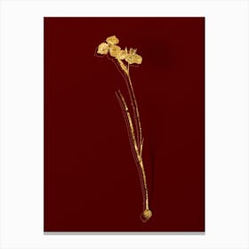 Vintage Vieusseuxia Glaucopis Botanical in Gold on Red n.0418 Canvas Print