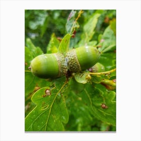 Acorns Canvas Print