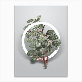 Vintage Carob Tree Minimalist Floral Geometric Circle on Soft Gray n.0338 Canvas Print