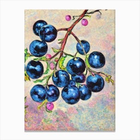 Black Currant 1 Vintage Sketch Fruit Canvas Print