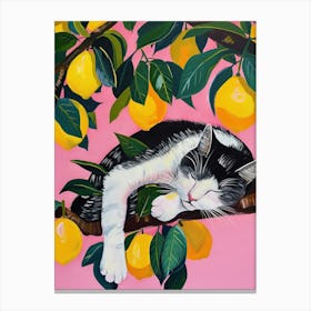 Sleeping Cat By Lemon Tree Canvas Print