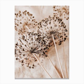 Dandelion Canvas Print