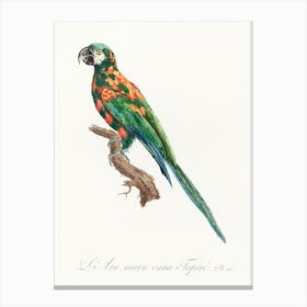 The Blue Winged Macaw From Natural History Of Parrots, Francois Levaillant Canvas Print